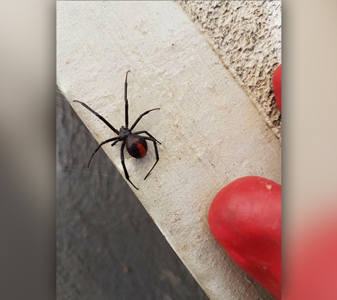 Picton Pest Control. Professional pest control services