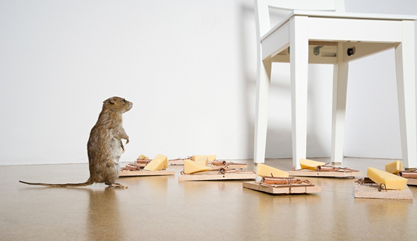 Affordable Pest Control - Nowra, NSW