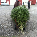 Rhoades Christmas Tree Farm - Christmas Trees