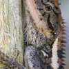 Florida Wildlife Busters gallery