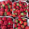 Fresh Strawberry Field gallery