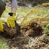 Pike Tree & Landscape Service gallery