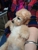 Doggie Doo's Cats Too - Pet Grooming