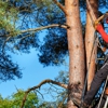SteelBranch Tree service gallery