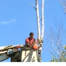 Kennebec Tree Service - Tree Service