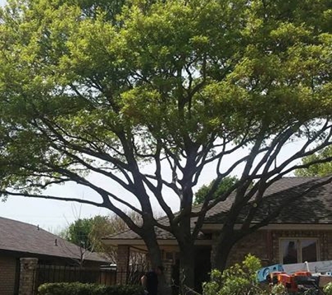 Quality Tree Care - Lubbock, TX. Beautiful Oak