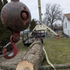 Polgar Tree Service Removal LLC gallery