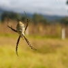 Best For Less Pest Control Inc gallery