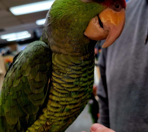 Tails2Scales pet shop - Lancaster, CA. Birds