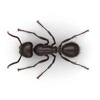 Robbins Pest Control gallery