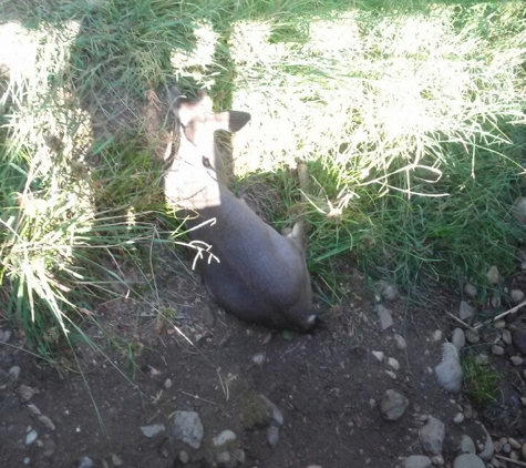 Folsom City Zoo Sanctuary - Folsom, CA