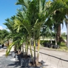 Palm Trees Direct gallery