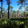 Ochlockonee River State Park gallery