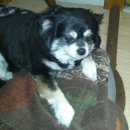 Canine Grooming Services