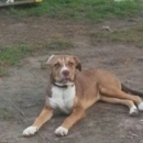 Paws Rescue Group