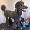 Galaxy Grooming gallery