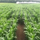 Great Vermont Corn Maze