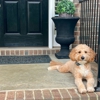Professional Paws gallery