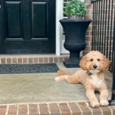 Professional Paws - Pet Services