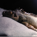 Reptile Room - Pet Stores