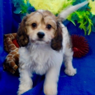 Century Farm Puppies - Grundy Center, IA