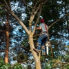 Allison Tree service & Stump Removal gallery
