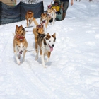 Heywood Kennels Sled Dog Adventures