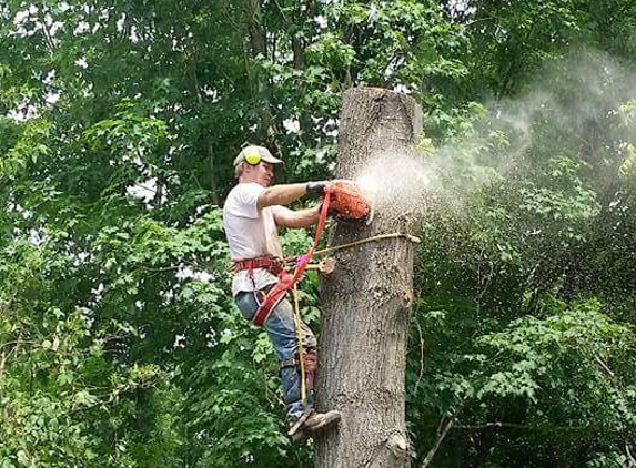 Blue Ridge Tree Services - Dingmans Ferry, PA