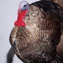 Bird and Wildlife Design - Taxidermists