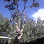 J Davis Tree Service