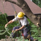 Neighborhood Tree Service