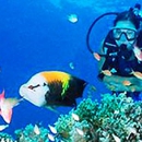 Family Fun Scuba & Snorkel - Diving Instruction