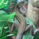 Leaping Lizards - Pet Stores