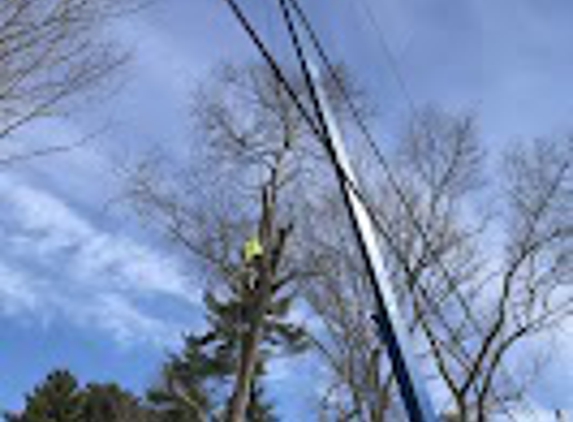 D&L Tree Service - Randolph, MA