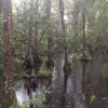 Big Cypress Gallery gallery