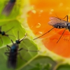 D & L Pest Control gallery