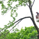 Tree Of Life Tree Management Service - Arborists