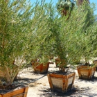 Roadrunner Tree Farm & Casa Del Zorro Nursery