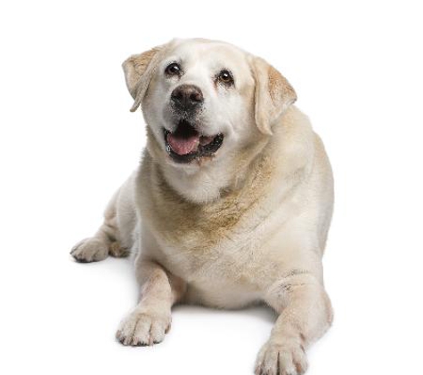 Warwick Town & Country Vets - Warwick, QLD