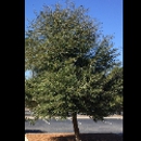 Hultgren Tree Service, LLC. - Tree Service