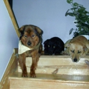 Funkydiva Dawg House1 - Dog Day Care