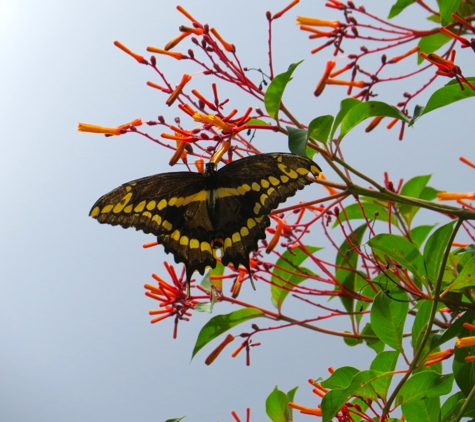 M&L Nursery - Loxahatchee, FL