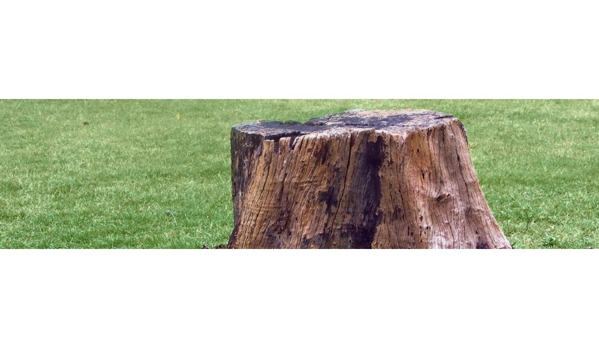 Stump Pro - Hobart, TAS