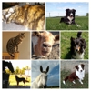 Creature Comforts Animal Care, LLC gallery