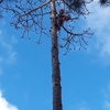 Fairchild Tree Removal gallery