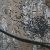 Advance Pest Control gallery