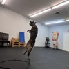 Off Leash K9 Training Toledo gallery
