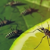 Capitol Pest Control gallery