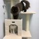 MeowLux Cat Hotel