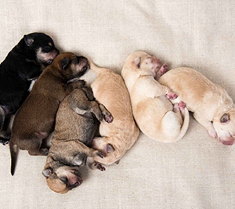 Avonsleigh Veterinary Clinic - Avonsleigh, VIC